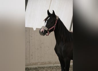 Árabe Shagya, Yegua, 1 año, Tordo