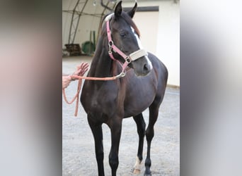 Árabe Shagya, Yegua, 1 año, Tordo