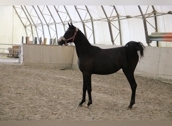 Árabe Shagya, Yegua, 1 año, Tordo