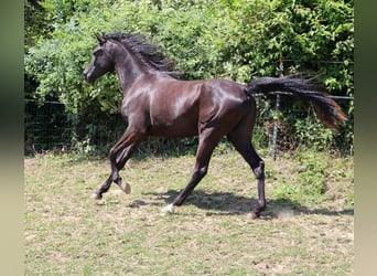 Árabe Shagya, Yegua, 2 años, 160 cm, Negro