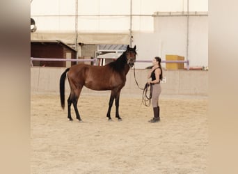 Árabe Shagya, Yegua, 3 años, 155 cm, Castaño