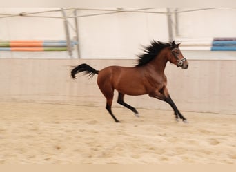 Árabe Shagya, Yegua, 3 años, 155 cm, Castaño