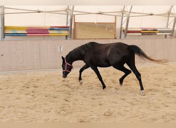 Árabe Shagya, Yegua, 3 años, 155 cm, Tordo