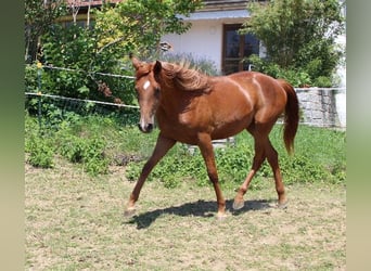 Árabe Shagya, Yegua, 3 años, 160 cm, Alazán