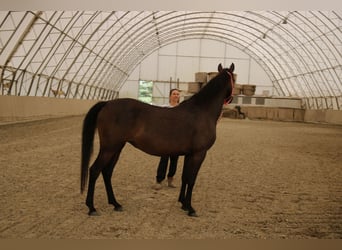 Árabe Shagya, Yegua, 7 años, 154 cm, Castaño oscuro