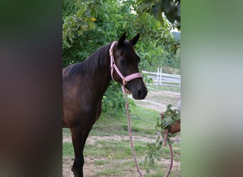 Árabe Shagya, Yegua, 8 años, 154 cm, Castaño oscuro