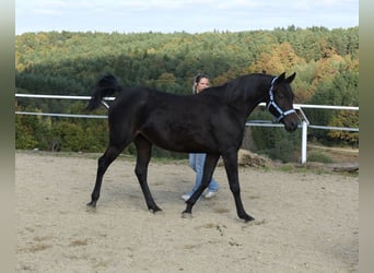 Árabe Shagya, Yegua, 9 años, 154 cm