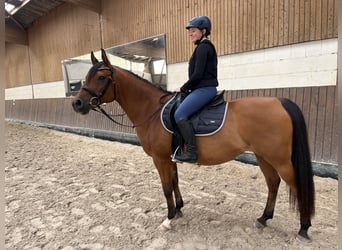 Araber-Berber, Hengst, 14 Jahre, 153 cm, Brauner