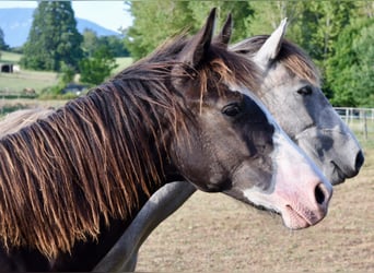 Araber-Berber, Hengst, 1 Jahr, 153 cm, Rappe