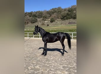 Araber-Berber, Hengst, 3 Jahre, Rappe