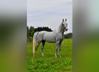 Araber-Berber, Hengst, 4 Jahre, 150 cm, Fliegenschimmel
