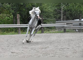 Araber-Berber, Hengst, 4 Jahre, 150 cm, Fliegenschimmel