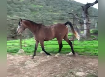 Araber-Berber, Hengst, 4 Jahre, 154 cm, Schimmel