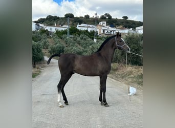 Araber-Berber Mix, Hengst, Fohlen (03/2026), 143 cm, Schimmel