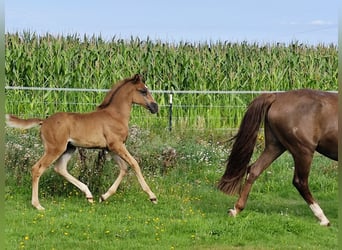 Araber-Berber, Hengst, Fohlen (06/2025), 155 cm, Dunkelfuchs