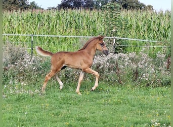 Araber-Berber, Hengst, Fohlen (06/2025), 155 cm, Dunkelfuchs