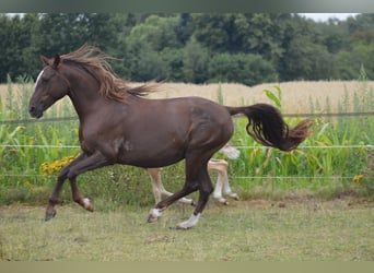 Araber-Berber, Hengst, Fohlen (06/2025), 155 cm, Dunkelfuchs