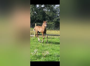 Araber-Berber, Hengst, Fohlen (06/2025), 155 cm, Dunkelfuchs