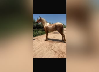 Araber-Berber, Hengst, 1 Jahr, Palomino