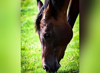 Araber-Berber, Stute, 12 Jahre, 149 cm, Dunkelbrauner