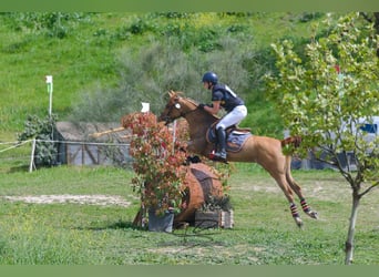 Araber-Berber, Stute, 12 Jahre, Fuchs