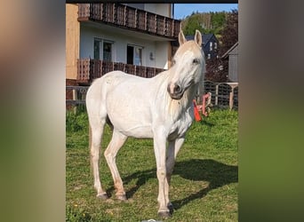 Araber-Berber Mix, Stute, 13 Jahre, 135 cm, Schimmel