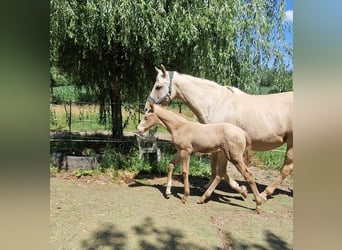Araber-Berber, Stute, 15 Jahre, 152 cm, Palomino
