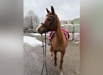 Araber-Berber, Stute, 19 Jahre, 150 cm, Fuchs