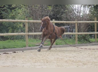 Araber-Berber Mix, Stute, 24 Jahre, 138 cm, Fuchs