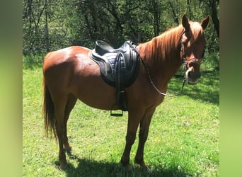 Araber-Berber Mix, Stute, 5 Jahre, 155 cm, Fuchs