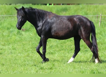 Araber-Berber, Stute, 5 Jahre, 159 cm, Rappe