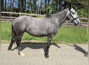 Araber-Berber, Stute, 6 Jahre, 157 cm
