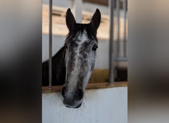 Araber-Berber, Stute, 6 Jahre, 157 cm