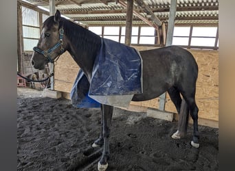 Araber-Berber, Stute, 6 Jahre, 157 cm
