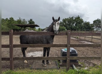 Araber-Berber, Stute, 6 Jahre, 157 cm