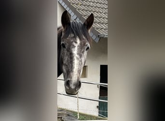 Araber-Berber, Stute, 6 Jahre, 157 cm