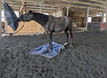 Araber-Berber, Stute, 6 Jahre, 157 cm