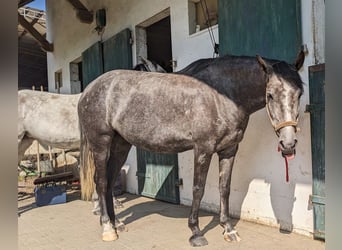 Araber-Berber, Stute, 6 Jahre, 157 cm