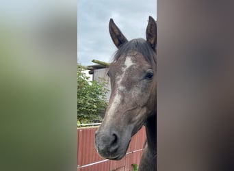 Araber-Berber, Stute, 6 Jahre, 157 cm