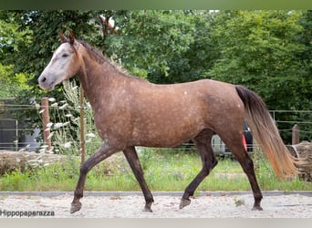 Araber-Berber, Stute, 8 Jahre, 155 cm, Schimmel