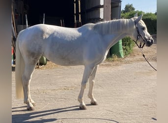 Araber-Berber Mix, Stute, 9 Jahre, 143 cm, Schimmel