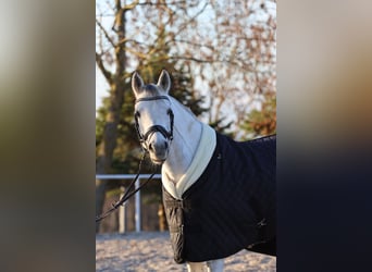 Araber-Berber, Stute, 9 Jahre, 147 cm, Schimmel