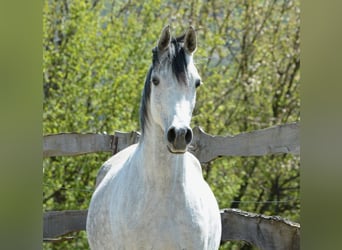Araber-Berber, Stute, 9 Jahre, 153 cm, Fliegenschimmel