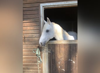 Araber-Berber, Wallach, 15 Jahre, 150 cm, Apfelschimmel