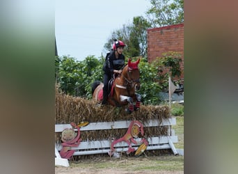 Araber-Berber, Wallach, 20 Jahre, 140 cm, Dunkelbrauner