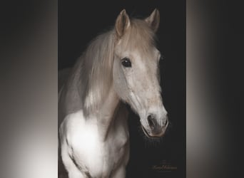 Araber-Berber, Wallach, 24 Jahre, 163 cm, Apfelschimmel