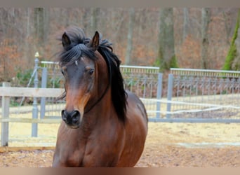 Araber-Berber Mix, Wallach, 25 Jahre, 155 cm, Brauner