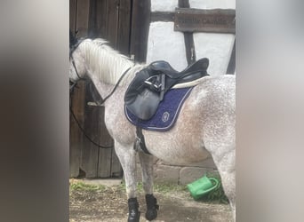 Araber-Berber, Wallach, 25 Jahre, 160 cm, Apfelschimmel