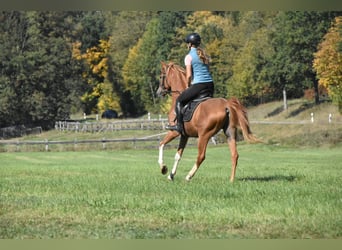 Araber-Berber, Wallach, 4 Jahre, 150 cm, Fuchs