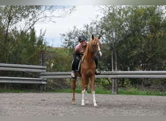 Araber-Berber, Wallach, 4 Jahre, 150 cm, Fuchs
